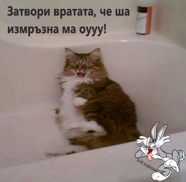 Горкото котенце...