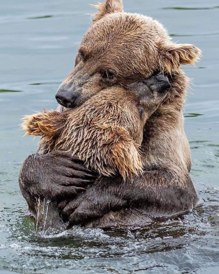 Мечешка прегръдка