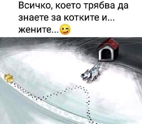 За котките и...