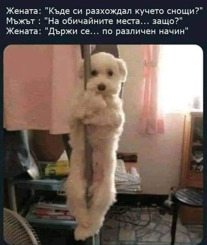 Къде си разхождал кучето снощи?