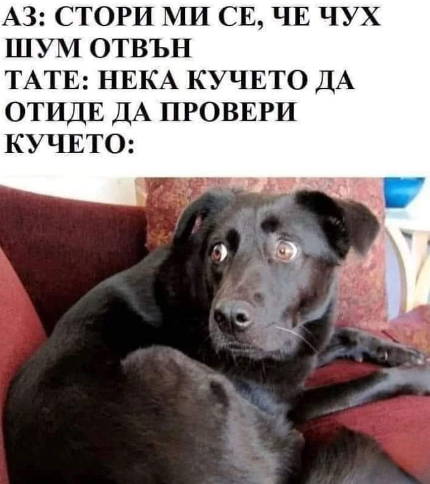 Нека кучето да провери