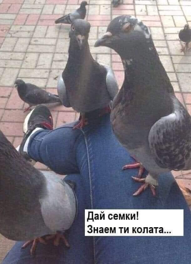 Дай семки!