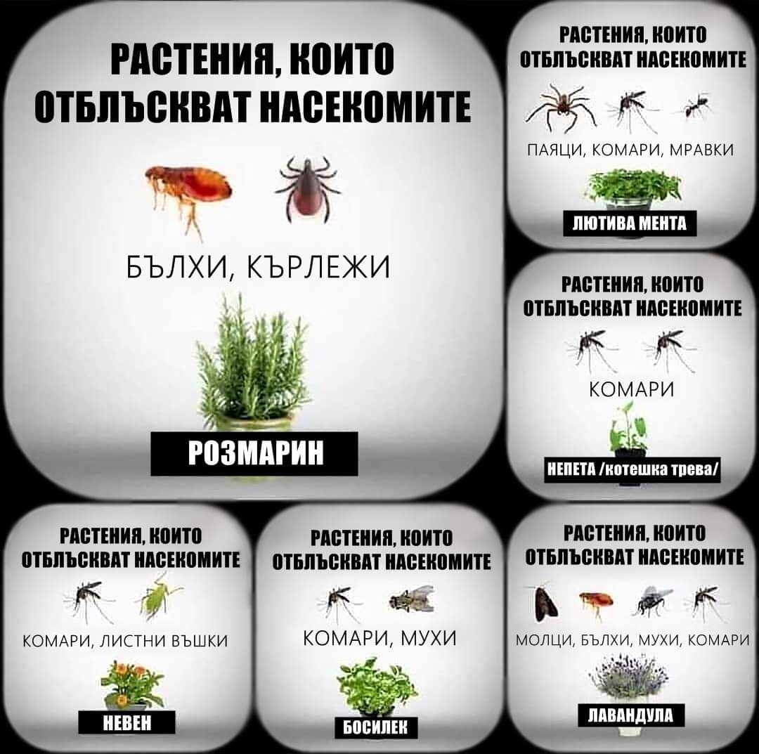 Растения