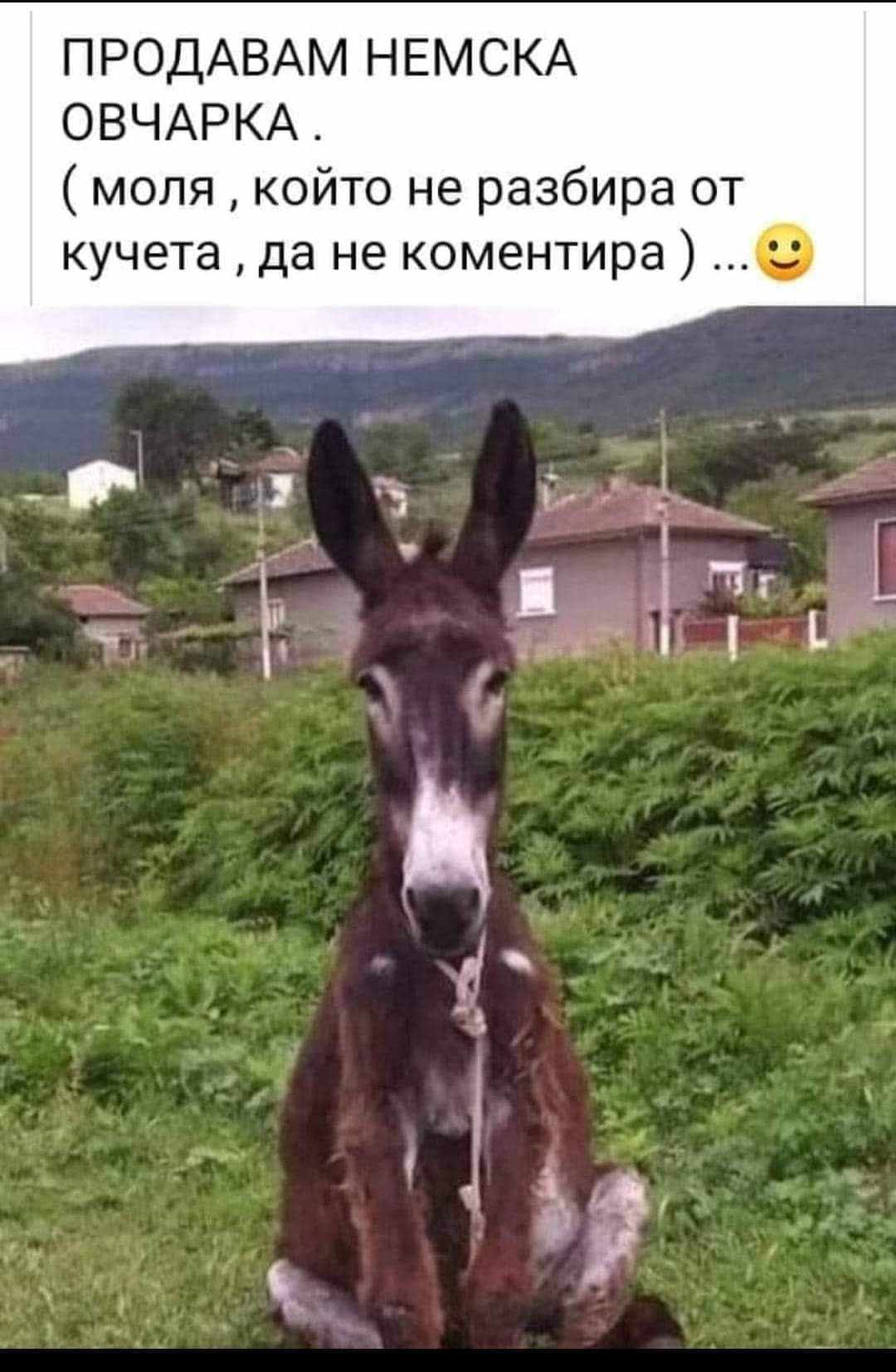 ПРОДАВАМ немска овчарка.