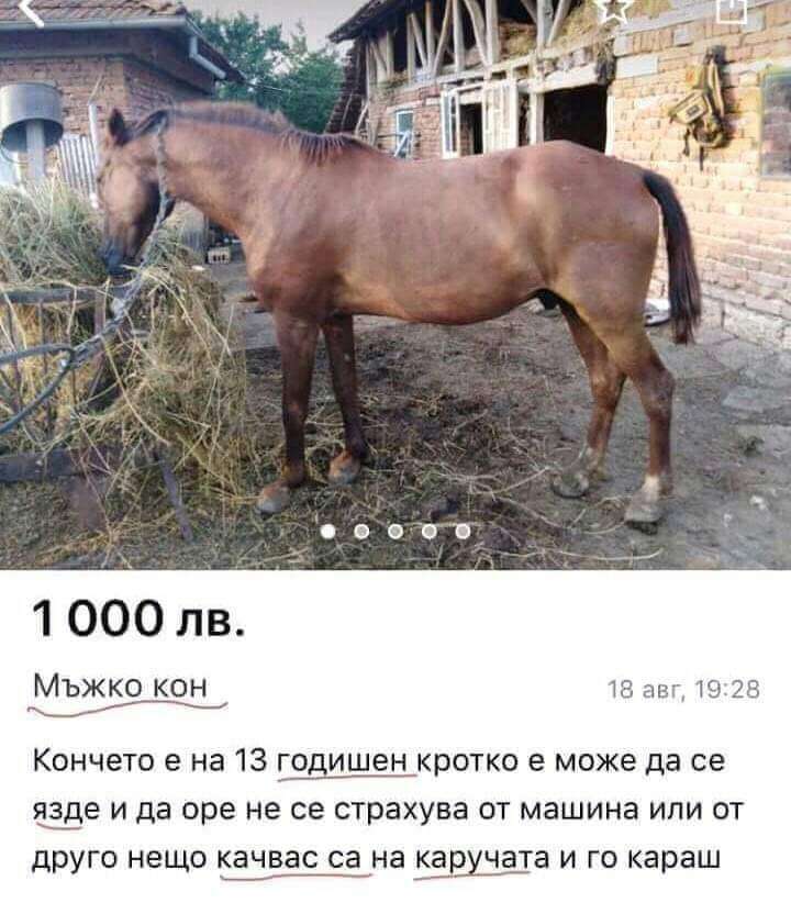 Мъжко кон