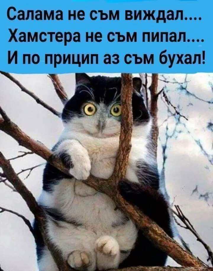 И по принцип аз съм бухал!