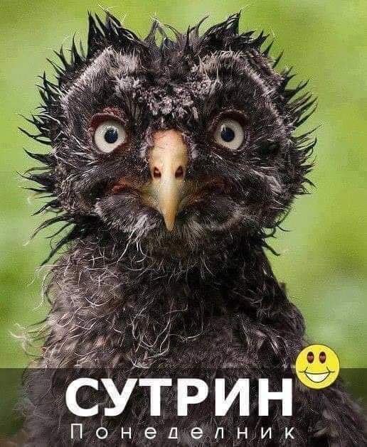 Сутрин