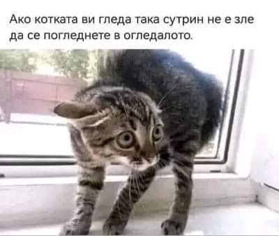 Ако котката ви гледа така сутрин...